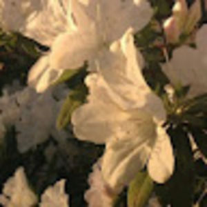 Meet your Posher, Yael